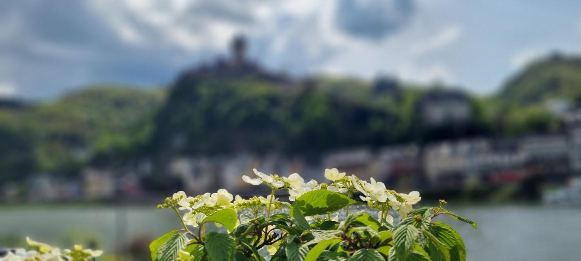 Pension Regina Cochem Exteriör bild